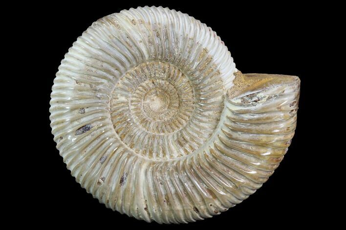 Perisphinctes Ammonite - Jurassic #90450